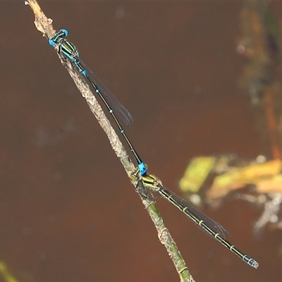 Austroagrion watsoni at Gibberagee, NSW - 8 Jan 2012 by Bungybird