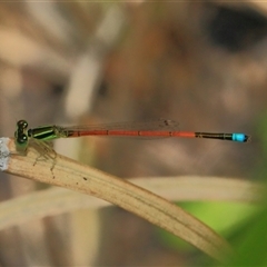 Ischnura aurora at Gibberagee, NSW - 8 Jan 2012 by Bungybird