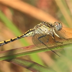 Orthetrum caledonicum (Blue Skimmer) at Gibberagee, NSW - 6 Jan 2012 by Bungybird