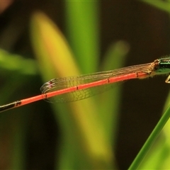 Ischnura aurora at Gibberagee, NSW - 6 Jan 2012 by Bungybird