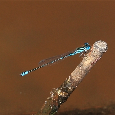 Austroagrion watsoni at Gibberagee, NSW - 2 Jan 2012 by Bungybird