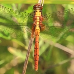 Orthetrum villosovittatum (Fiery Skimmer) at Gibberagee, NSW - 3 Jan 2012 by Bungybird