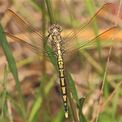 Orthetrum caledonicum (Blue Skimmer) at Gibberagee, NSW - 30 Dec 2011 by Bungybird