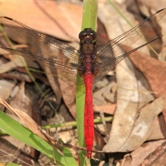 Orthetrum villosovittatum (Fiery Skimmer) at Gibberagee, NSW - 30 Dec 2011 by Bungybird