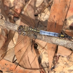 Orthetrum caledonicum (Blue Skimmer) at Gibberagee, NSW - 30 Dec 2011 by Bungybird