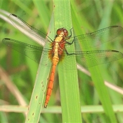 Orthetrum villosovittatum (Fiery Skimmer) at Gibberagee, NSW - 31 Dec 2011 by Bungybird