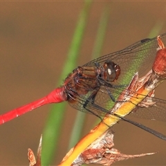 Orthetrum villosovittatum (Fiery Skimmer) at Gibberagee, NSW - 27 Dec 2011 by Bungybird