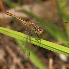 Diplacodes bipunctata (Wandering Percher) at Gibberagee, NSW - 27 Dec 2011 by Bungybird