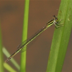 Ischnura aurora at Gibberagee, NSW - 27 Dec 2011 by Bungybird