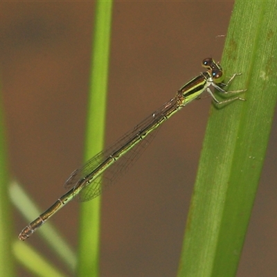 Ischnura aurora at Gibberagee, NSW - 27 Dec 2011 by Bungybird