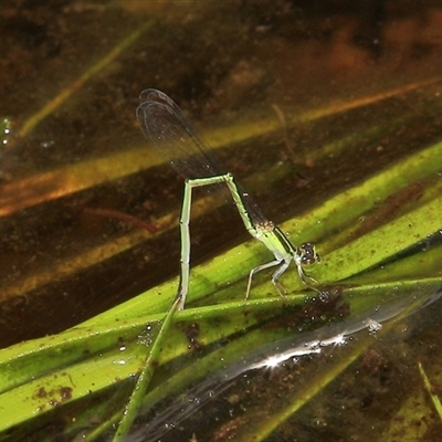 Ischnura aurora at Gibberagee, NSW - 27 Dec 2011 by Bungybird