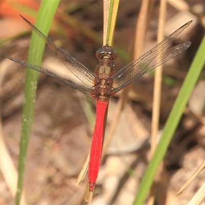 Orthetrum villosovittatum (Fiery Skimmer) at Gibberagee, NSW - 25 Dec 2011 by Bungybird