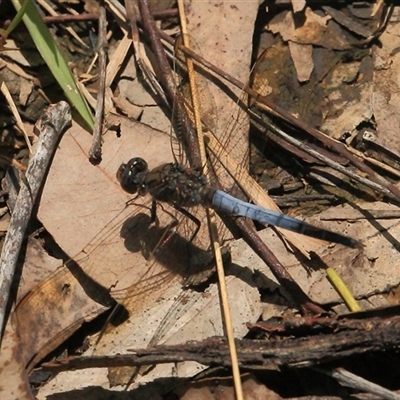 Orthetrum caledonicum (Blue Skimmer) at Gibberagee, NSW - 25 Dec 2011 by Bungybird