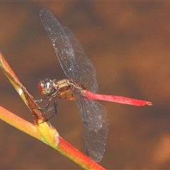 Orthetrum villosovittatum (Fiery Skimmer) at Gibberagee, NSW - 20 Dec 2011 by Bungybird