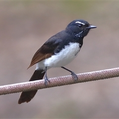 Rhipidura leucophrys (Willie Wagtail) at Gibberagee, NSW - 18 Dec 2016 by Bungybird