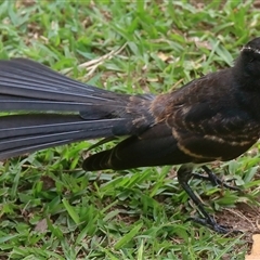 Rhipidura leucophrys (Willie Wagtail) at Gibberagee, NSW - 18 Dec 2016 by Bungybird