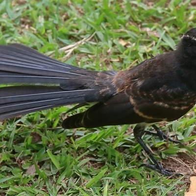 Rhipidura leucophrys (Willie Wagtail) at Gibberagee, NSW - 18 Dec 2016 by Bungybird