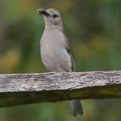 Colluricincla harmonica (Grey Shrikethrush) at Gibberagee, NSW - 19 Dec 2016 by Bungybird