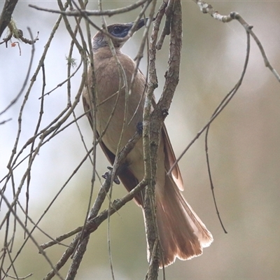 Philemon citreogularis (Little Friarbird) at Gibberagee, NSW - 19 Dec 2016 by Bungybird