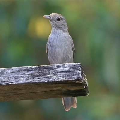 Colluricincla harmonica (Grey Shrikethrush) at Gibberagee, NSW - 22 Dec 2016 by Bungybird