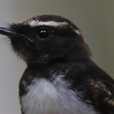 Rhipidura leucophrys (Willie Wagtail) at Gibberagee, NSW - 21 Dec 2016 by Bungybird