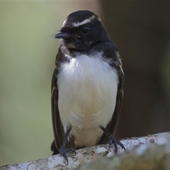 Rhipidura leucophrys (Willie Wagtail) at Gibberagee, NSW - 22 Dec 2016 by Bungybird