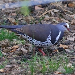 Leucosarcia melanoleuca (Wonga Pigeon) at Gibberagee, NSW - 23 Dec 2016 by Bungybird