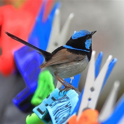 Malurus cyaneus (Superb Fairywren) at Gibberagee, NSW - 24 Dec 2016 by Bungybird