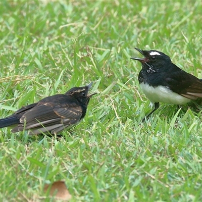 Rhipidura leucophrys (Willie Wagtail) at Gibberagee, NSW - 23 Dec 2016 by Bungybird