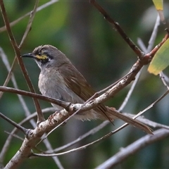 Caligavis chrysops (Yellow-faced Honeyeater) at Gibberagee, NSW - 24 Dec 2016 by Bungybird