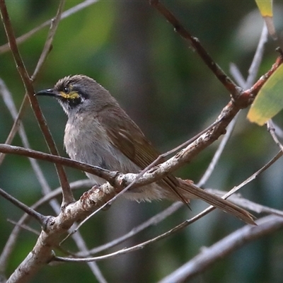 Caligavis chrysops (Yellow-faced Honeyeater) at Gibberagee, NSW - 24 Dec 2016 by Bungybird