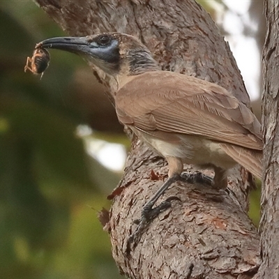 Philemon citreogularis (Little Friarbird) at Gibberagee, NSW - 25 Dec 2016 by Bungybird