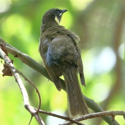 Meliphaga lewinii (Lewin's Honeyeater) at Gibberagee, NSW - 26 Dec 2016 by Bungybird