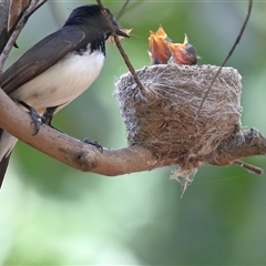 Rhipidura leucophrys (Willie Wagtail) at Gibberagee, NSW - 26 Dec 2016 by Bungybird