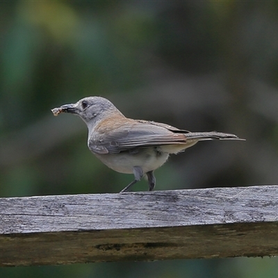 Colluricincla harmonica (Grey Shrikethrush) at Gibberagee, NSW - 27 Dec 2016 by Bungybird