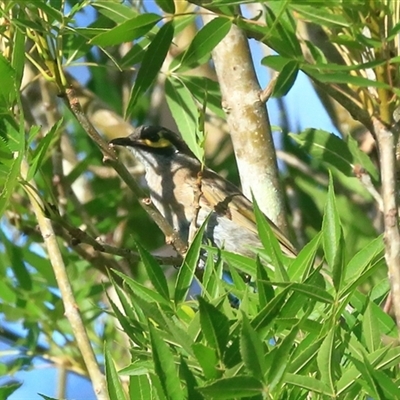 Caligavis chrysops (Yellow-faced Honeyeater) at Gibberagee, NSW - 28 Dec 2016 by Bungybird