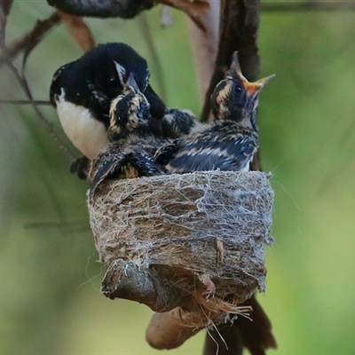 Rhipidura leucophrys (Willie Wagtail) at Gibberagee, NSW - 30 Dec 2016 by Bungybird