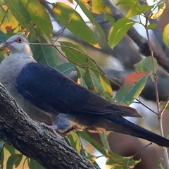 Columba leucomela (White-headed Pigeon) at Gibberagee, NSW - 30 Dec 2016 by Bungybird