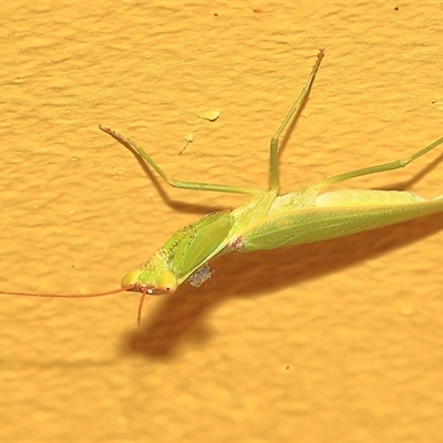 Orthodera ministralis (Green Mantid) at Gibberagee, NSW - 31 Dec 2016 by Bungybird