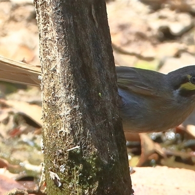 Caligavis chrysops (Yellow-faced Honeyeater) at Gibberagee, NSW - 31 Dec 2016 by Bungybird