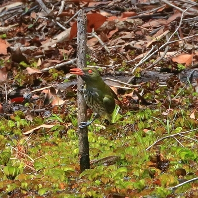 Oriolus sagittatus (Olive-backed Oriole) at Gibberagee, NSW - 1 Jan 2017 by Bungybird