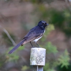 Rhipidura leucophrys (Willie Wagtail) at Gibberagee, NSW - 1 Jan 2017 by Bungybird