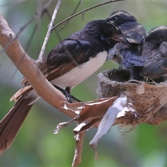 Rhipidura leucophrys (Willie Wagtail) at Gibberagee, NSW - 3 Jan 2017 by Bungybird