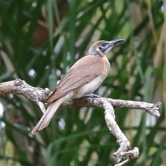 Philemon citreogularis (Little Friarbird) at Gibberagee, NSW - 5 Jan 2017 by Bungybird