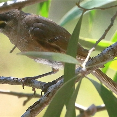 Caligavis chrysops (Yellow-faced Honeyeater) at Gibberagee, NSW - 10 Jan 2017 by Bungybird