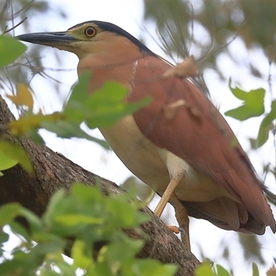 Nycticorax caledonicus (Nankeen Night-Heron) at Gibberagee, NSW - 5 Jan 2017 by Bungybird