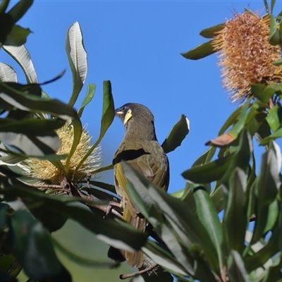 Meliphaga lewinii (Lewin's Honeyeater) at Gibberagee, NSW - 14 Jul 2019 by Bungybird