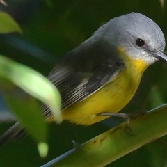 Eopsaltria australis (Eastern Yellow Robin) at Gibberagee, NSW - 14 Jul 2019 by Bungybird