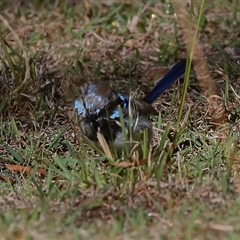 Malurus cyaneus (Superb Fairywren) at Gibberagee, NSW - 14 Jul 2019 by Bungybird