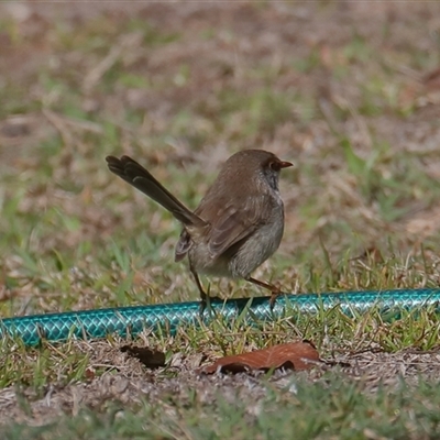 Malurus cyaneus (Superb Fairywren) at Gibberagee, NSW - 14 Jul 2019 by Bungybird